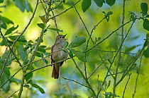 Common nightingale (Luscinia megarhynchos) adult perched, singing, Cambridgeshire, UK, May