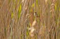 Reed warbler (Acrocephalus scirpaceus) adult singing in reedbed, Titchwell RSPB reserve, Norfolk, UK, May