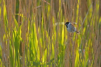 Reed bunting (Emberiza schoeniclus) adult male in reedbed, Titchwell RSPB reserve, Norfolk, UK, May