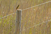 Grasshopper warbler (Locustella naevia) adult perched on fence post, singing in reedbed, Norfolk, UK, May