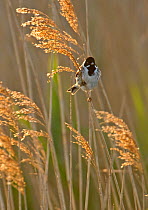 Reed bunting (Emberiza schoeniclus) adult male perched in reedbed, Norfolk, UK, May. 2020VISION Book Plate.