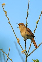 Common nightingale (Luscinia megarhynchos) adult perched, singing, Cambridgeshire, UK, April