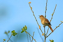 Common nightingale (Luscinia megarhynchos) adult perched, singing, Cambridgeshire, UK, April. Photographer quote: 'Nightingales are more renowned for the beauty of their song than their looks. You are...