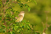 Garden warbler (Sylvia borin) adult perched, singing in hedgerow, Paxton Pit reserve, Cambridgeshire, UK, April