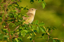Garden warbler (Sylvia borin) adult perched in hedgerow, Paxton Pit reserve, Cambridgeshire, UK, April