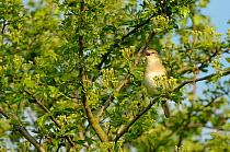 Garden warbler (Sylvia borin) adult perched in hawthorn tree, singing, Paxton Pit reserve, Cambridgeshire, UK, April
