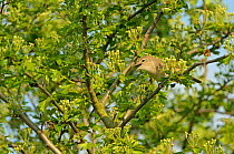 Garden warbler (Sylvia borin) adult perched in hawthorn tree, singing, Paxton Pit reserve, Cambridgeshire, UK, April