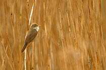 Reed warbler (Acrocephalus scirpaceus) adult perched in reedbed, Titchwall RSPB reserve, Norfolk, UK, April