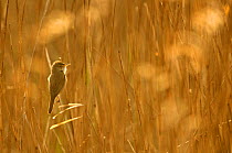 Reed warbler (Acrocephalus scirpaceus) adult perched in reedbed, Titchwell RSPB reserve, Norfolk, UK, April.