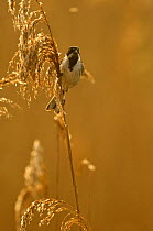Reed bunting (Emberiza schoeniclus) adult male in reedbed, Titchwell RSPB reserve, Norfolk, UK, April