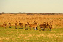 Herd of Red deer (Cervus elephas) hinds on marshes near Hickling Broad, Norfolk, UK, March 2011
