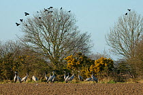 Flock of Common cranes (Grus grus) feeding in potato field with Rooks in trees in background, near Hickling Broad, Norfolk, UK, March 2011. Photographer quote: 'Common cranes, extinct as a breeding bi...