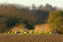 Flock of Common cranes (Grus grus) feeding in potato field near Hickling Broad, Norfolk, UK, March 2011