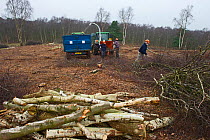 Wardens using chipping machine to dispose of cut birch trees cleared from area for heather regeneration, Minsmere RSPB Reserve, Sandlings heath, Suffolk, UK, February 2011, model released