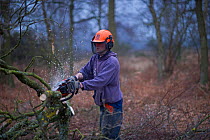 Warden using chain saw to cut birch and clear it from area for heather regeneration, Minsmere RSPB Reserve, Sandlings heath, Suffolk, UK, February 2011, model released