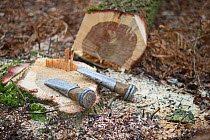 Tools and tree trunk cleared for heath regeneration, Minsmere RSPB Reserve, Sandlings heath, Suffolk, UK, February 2011