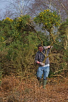 Sean Moore member of work party clearing gorse for heathland regeneration on Minsmere RSPB Reserve, Suffolk Sandlings, UK, February 2011, model released