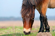 Exmoor Pony (Equus caballus) grazing, the ponies are used to manage grassland on the Sandlings heath, Suffolk, UK, February 2011