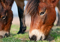 Exmoor Pony (Equus caballus) grazing, the ponies are used to manage grassland on the Sandlings heath, Suffolk, UK, February 2011. Photographer quote: 'These Exmoor ponies are used to replicate the gra...