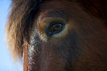 Exmoor Pony (Equus caballus) close up of face, the ponies are used to manage grassland on the Sandlings heath, Suffolk, UK, February 2011