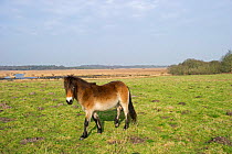 Exmoor Pony (Equus caballus), the ponies are used to manage grassland on the Sandlings heath, Suffolk, UK, February 2011