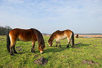 Exmoor Ponies (Equus caballus) grazing, the ponies are used to manage grassland on the Sandlings heath, Suffolk, UK, February 2011