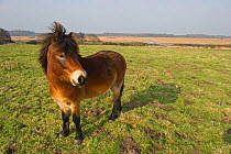 Exmoor Pony (Equus caballus), the ponies are used to manage grassland on the Sandlings heath, Suffolk, UK, February 2011