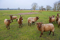 Manx Loaghtan Sheep (Ovis aries) used for grazing on unimproved grassland on Minsmere RSPB Reserve, habitat for breeding Stone Curlews, Suffolk Sandlings, Suffolk, UK, February 2011