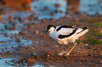 Avocet (Recurvirostra avosetta) adult on nest, egg turning sequence 2/4, North Norfolk, UK, June. Did you know? Avocets returned to breed in the UK in 1947, and thanks to the hard work of the RSPB and...