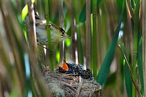 Cuckoo (Cuculus canorus) 12 day chick in Reed Warbler nest (Acrocephalus scirpaceus) with Reed warbler on Fenland, Norfolk, UK, May