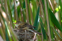 Cuckoo (Cuculus canorus) 12 day chick in Reed Warbler nest (Acrocephalus scirpaceus) on Fenland, Norfolk, UK, May