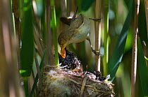 Cuckoo (Cuculus canorus) 12 day chick in Reed Warbler nest (Acrocephalus scirpaceus) fed by Reed warbler, Fenland, Norfolk, UK, May