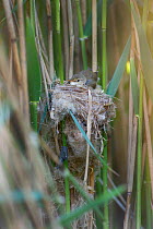 Reed Warbler (Acrocephalus scirpaceus) on nest with 12 day chick Cuckoo (Cuculus canorus), Fenland, Norfolk, UK, May