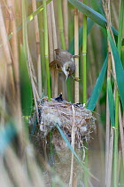 Reed Warbler (Acrocephalus scirpaceus) returns to nest to feed 12 day Cuckoo chick (Cuculus canorus), Fenland, Norfolk, UK, May
