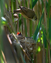 Reed Warbler (Acrocephalus scirpaceus) pair at nest feeding 12 day Cuckoo chick (Cuculus canorus), Fenland, Norfolk, UK, May