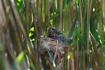 Cuckoo (Cuculus canorus) 12 day chick in Reed Warbler nest (Acrocephalus scirpaceus), Fenland, Norfolk, UK, May