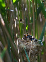 Reed Warbler (Acrocephalus scirpaceus) at nest feeding 12 day Cuckoo chick (Cuculus canorus), Fenland, Norfolk, UK, May