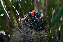Cuckoo (Cuculus canorus) 12 day chick in Reed Warbler nest (Acrocephalus scirpaceus), Fenland, Norfolk, UK, May