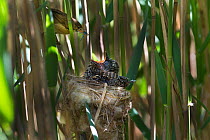 Cuckoo (Cuculus canorus) 12 day chick in Reed Warbler nest (Acrocephalus scirpaceus), warbler brings insect prey to nest to feed chick, Fenland, Norfolk, UK, May