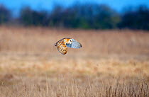 Barn Owl (Tyto alba) in flight over marshes, hunting, Norfolk, UK, March