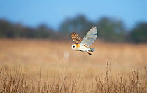 Barn Owl (Tyto alba) in flight over marshes, hunting, Norfolk, UK, February