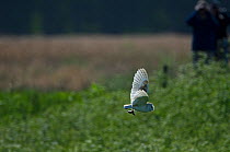 Barn Owl (Tyto alba) in flight with rodent prey,  Lakenheath, The Fens, Suffolk, UK, May