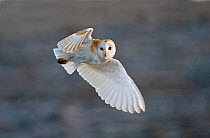 Barn Owl (Tyto alba) female hunting over grazing marsh, Burnham Overy, Norfolk, UK, February. Did you know? During flight, the left ear of the barn owl captures sounds below while the right ear focuse...
