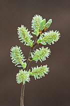 Pussy willow catkins (Salix caprea), Somerset Levels, Somerset, England, UK, April