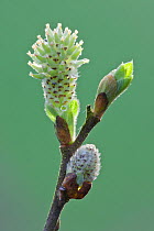 Pussy willow catkin (Salix caprea) bursting out from bud, Somerset Levels, Somerset, England, UK, April