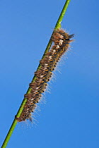Caterpillar larva of Drinker moth (Euthrix potatoria) Westhay SWT reserve, Somerset Levels, England, UK