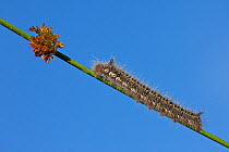 Caterpillar larva of Drinker moth (Euthrix potatoria) on rush stem, Westhay SWT reserve, Somerset Levels, England, UK