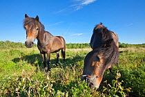 Exmoor ponies (Equus caballus) grazing on Westhay Moor SWT reserve, Somerset Levels, Somerset, England, UK, June 2011