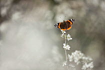 Red Admiral butterfly (Vanessa atalanta) on Blackthorn blossom, Somerset Levels, England, UK, April. Photographer quote: 'The majority of red admirals migrate to the UK. However, a few, like this one...