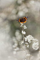 Red Admiral butterfly (Vanessa atalanta) on Blackthorn blossom, Somerset Levels, England, UK, April